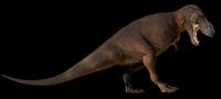 Tyrannosaurus rex