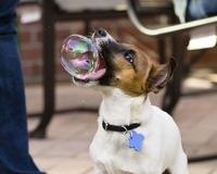 Bubbles
