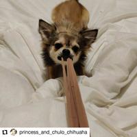 17 princess_and_chulo_chihuaha