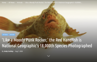 Home > All News > Animals > 'Like a Moody Punk Rocker,' the Red Handfish is National Geographic's 18,000th... All News Animals 'Like a Moody Punk Rocker,' the Red Handfish is National Geographic's 18,000th Species Photographed By Andy Corbley - Aug 7, 2026