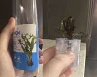PFN RWATER WORLDS DELOV FERN ATIC PLANT QUATIQUES VIVANTES PLANT SNAIL FREE