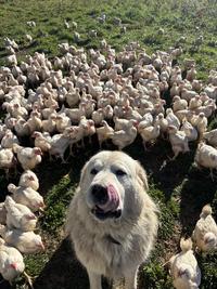 Guarding her flock