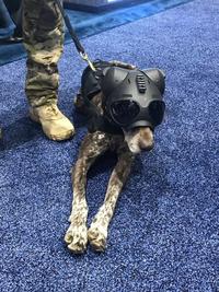 Explosive detection dog