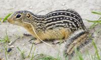 Thirteen Lined Ground Squirrel