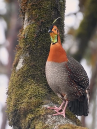 Blyth's Tragopan
