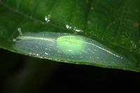 Puerto Rican semi-slug