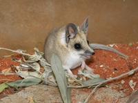 The Fat-Tailed Dunnart