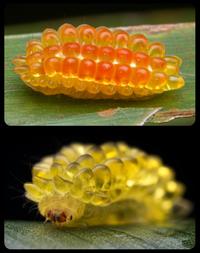The Sumatran Fire Caterpillar