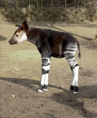 Okapi