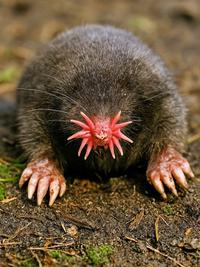 Star Nosed Mole