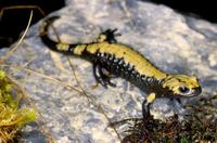 Aurora Alpine Salamander