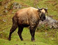 Bhutan Takin
