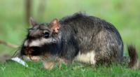 Plains Viscacha
