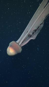 Phantom Jellyfish