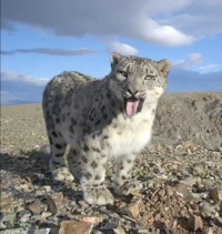 Snow Leopard