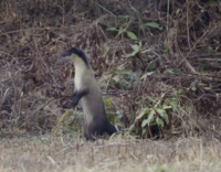 Yellow Throated Marten