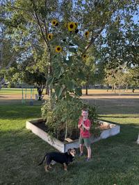 This sunflower