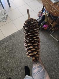 This pinecone