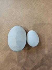 This egg
