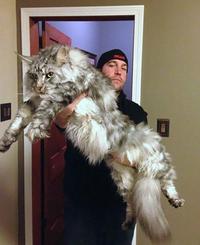 This cat