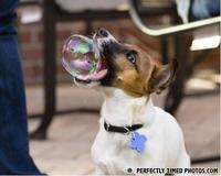 PERFECTLY TIMED PHOTOS.COM
