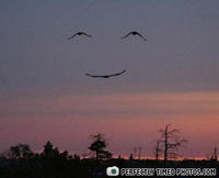 PERFECTLY TIMED PHOTOS.COM
