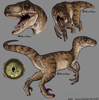 BLSWIFT THIEF BLSWIFT THIEF BLSWIFT THIEF 1997 VELOCIRAPTOR (FEMALE)