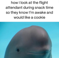 how I look at the flight attendant during snack time so they know I'm awake and would like a cookie