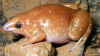 Zombie frog