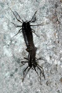 Antarctic midge, the only bug that survives year round in Antarctica