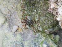 Flat rock crab