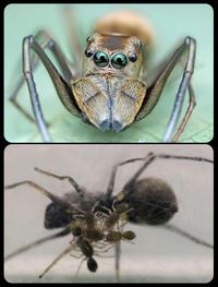 The black ant-mimicking jumper