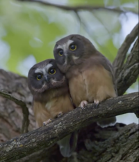 The northern saw-whet owl