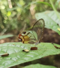 Glasswing butterfly