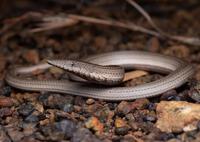 Burton's legless lizard