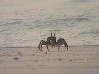 Horn-eyed ghost crab