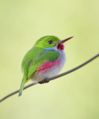 Cuban tody