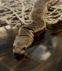Elephant trunk snake
