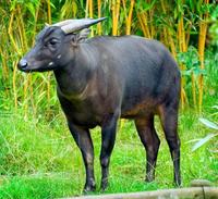 Lowland anoa