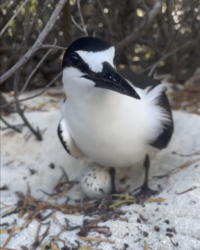 Sooty tern