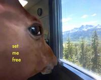 set me free