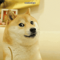 ownthedoge