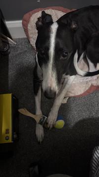 Stolen paintbrush