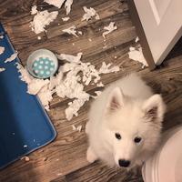 Totally innocent