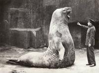 Elephant seal, 1936
