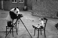 Panda photographing young boy, 1939