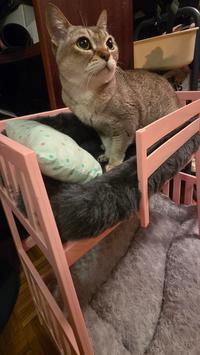 17m looking for roommate to share my bunk bed