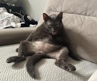 Anyone else’s cat sit like this?