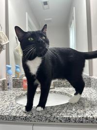 I just wanted to show off my son Mittens being himself