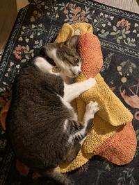 His favorite toy is my old bathmat from when I was a toddler.